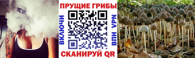 где найти Богородск MEGA зеркало Галлюциногенные грибы ЛСД